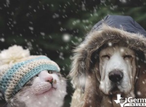 An toàn cho thú cưng trong mùa đông:Lời khuyên của chuyên gia để giữ ấm cho chó và mèo trong thời tiết lạnh 