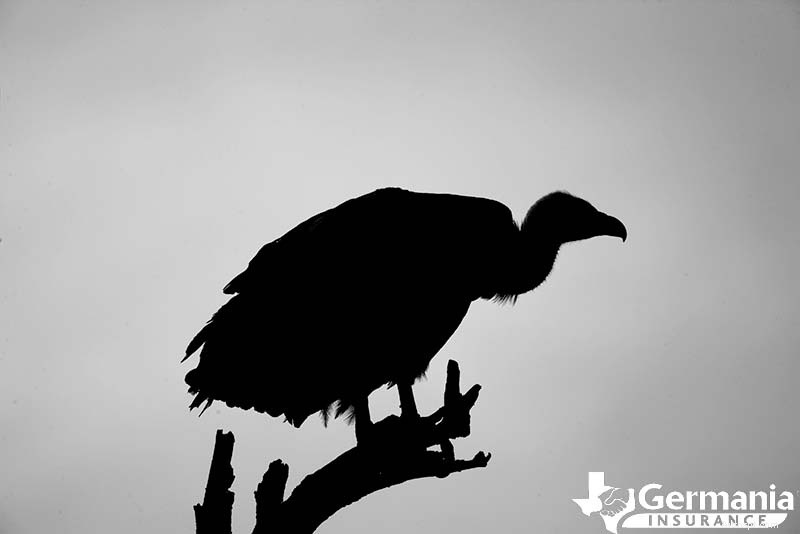 6 sinh vật kỳ lạ nhưng vô hại của Texas bạn nên biết 