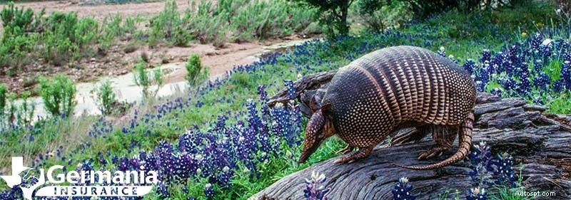 20 Biểu Tượng Của Bang Texas Mọi Người Dân Texas Phải Biết 