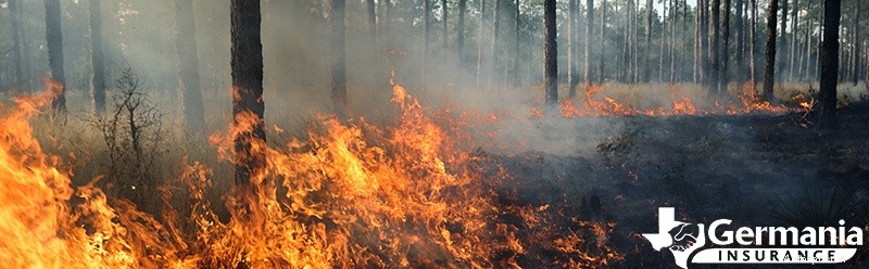Tìm hiểu nguyên nhân cháy rừng và sự lây lan nhanh chóng:Các yếu tố chính và cách phòng ngừa 